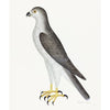 Male Goshawk Plate 31 by Olof Rudbeck (Cfa-Wd)