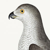 Male Goshawk Plate 31 by Olof Rudbeck (Cfa-Wd)