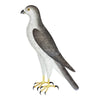 Male Goshawk Plate 31 by Olof Rudbeck (Cfa-Wd)