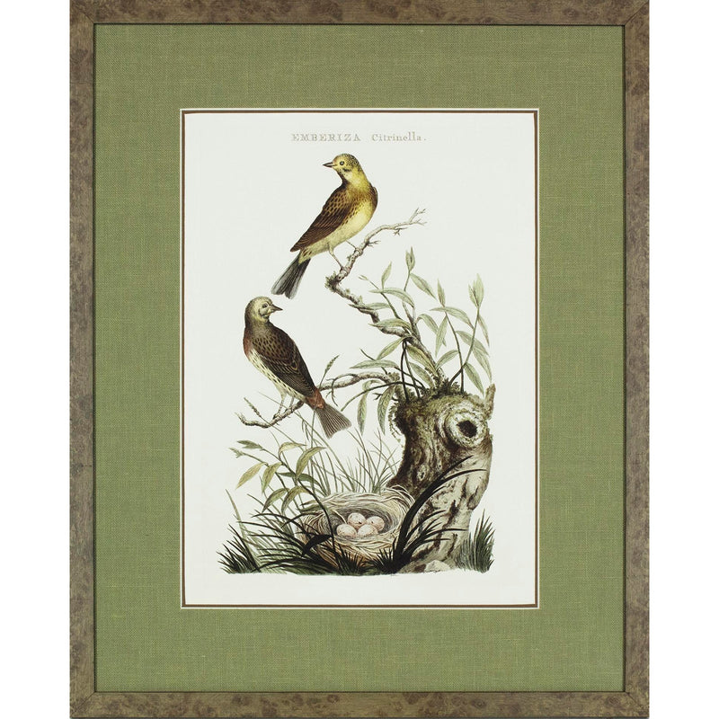 Nozeman Birds Framed in Geen Linen Mat Giclee Prints- Set of 8