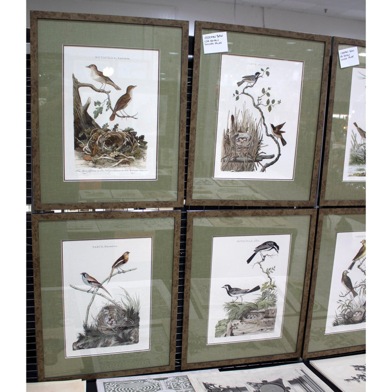 Nozeman Birds Framed in Geen Linen Mat Giclee Prints- Set of 8