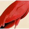 Pink Bird Prints, Unframed - a Pair