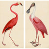 Pink Bird Prints, Unframed - a Pair