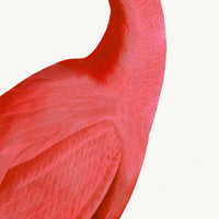 Pink Flamingo Styled After Olof Rudbeck - Plate 38 (Cfa-Wd)