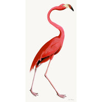 Pink Flamingo Styled After Olof Rudbeck - Plate 38 (Cfa-Wd)