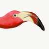 Pink Flamingo Styled After Olof Rudbeck - Plate 38 (Cfa-Wd)