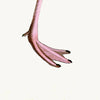 Pink Flamingo Styled After Olof Rudbeck - Plate 38 (Cfa-Wd)