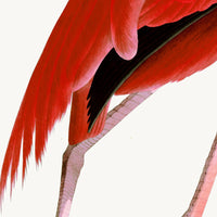 Pink Flamingo Styled After Olof Rudbeck - Plate 38 (Cfa-Wd)