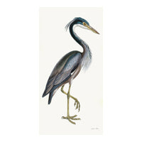 Purple Heron Styled After Olof Rudbeck - Plate 36 (Cfa-Wd)