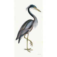 Purple Heron Styled After Olof Rudbeck - Plate 36 (Cfa-Wd)