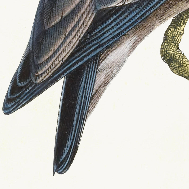 Purple Heron Styled After Olof Rudbeck - Plate 36 (Cfa-Wd)