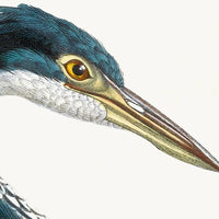 Purple Heron Styled After Olof Rudbeck - Plate 36 (Cfa-Wd)