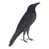 Raven Plate 15 by Olof Rudbeck (Cfa-Wd)