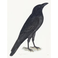 Raven Plate 15 by Olof Rudbeck (Cfa-Wd)