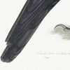 Raven Plate 15 by Olof Rudbeck (Cfa-Wd)