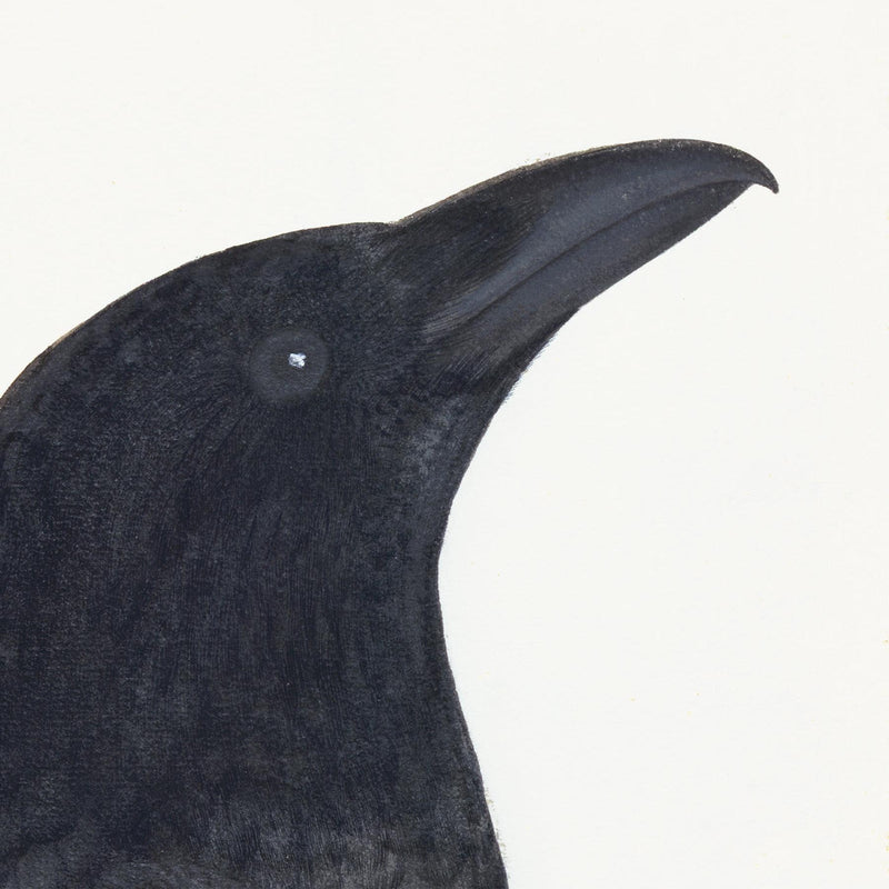 Raven Plate 15 by Olof Rudbeck (Cfa-Wd)