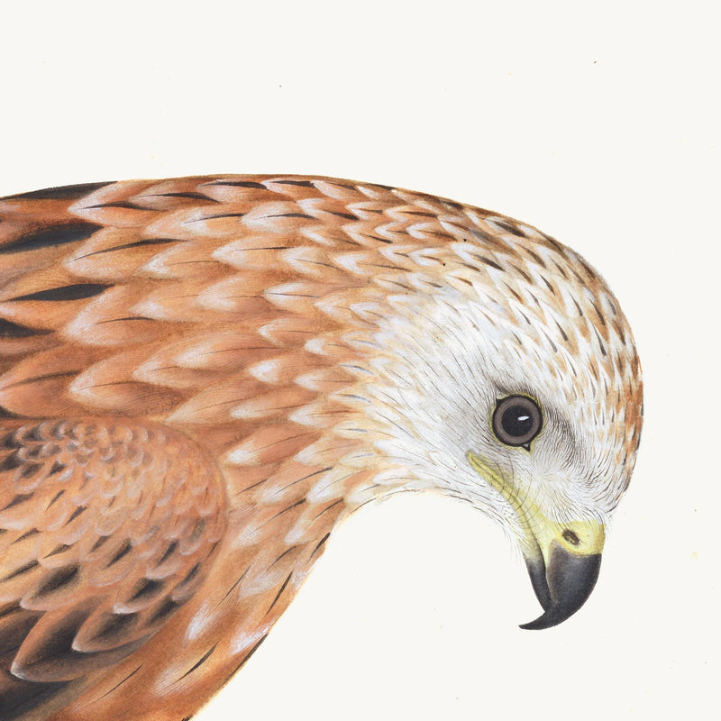 Red Kite Plate 12 by Olof Rudbeck (Cfa-Wd)