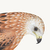 Red Kite Plate 12 by Olof Rudbeck (Cfa-Wd)