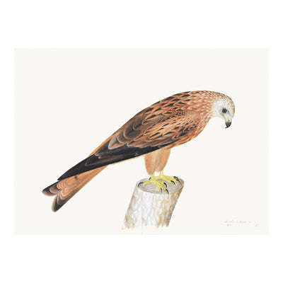 Red Kite Plate 12 by Olof Rudbeck (Cfa-Wd)