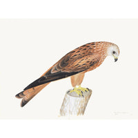 Red Kite Plate 12 by Olof Rudbeck (Cfa-Wd)