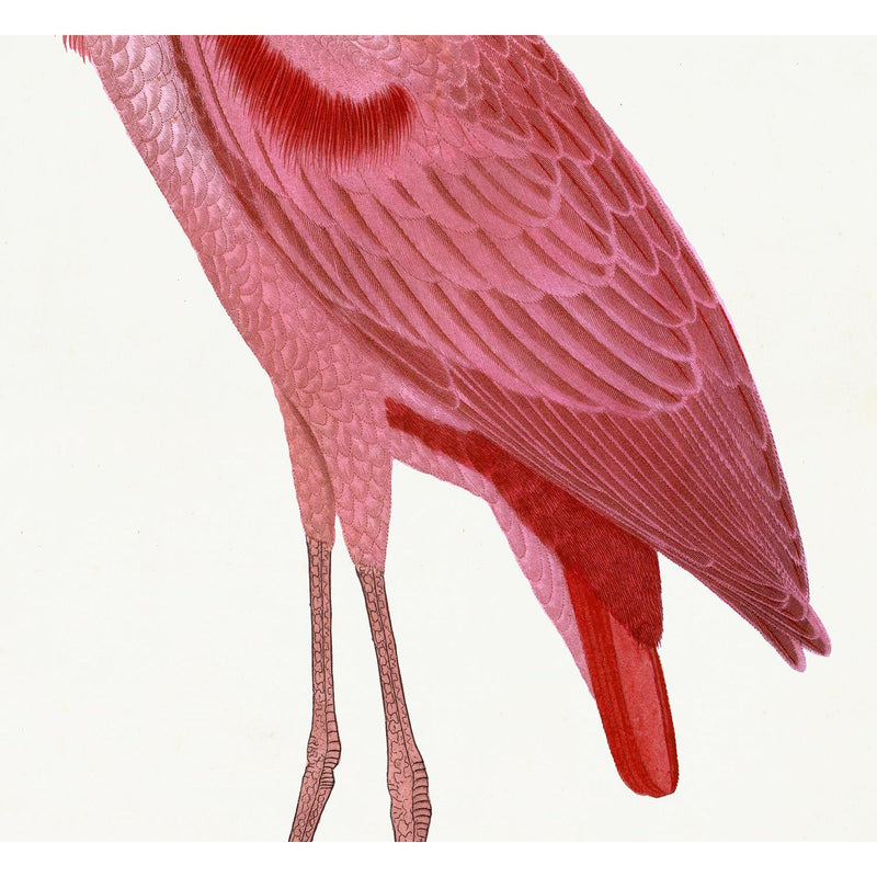 Roseate Spoonbill Poster Styled After Olof Rudbeck