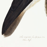 Rough Legged Buzzard Plate 14 by Olof Rudbeck (Cfa-Wd)