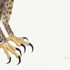 Rough Legged Buzzard Plate 14 by Olof Rudbeck (Cfa-Wd)