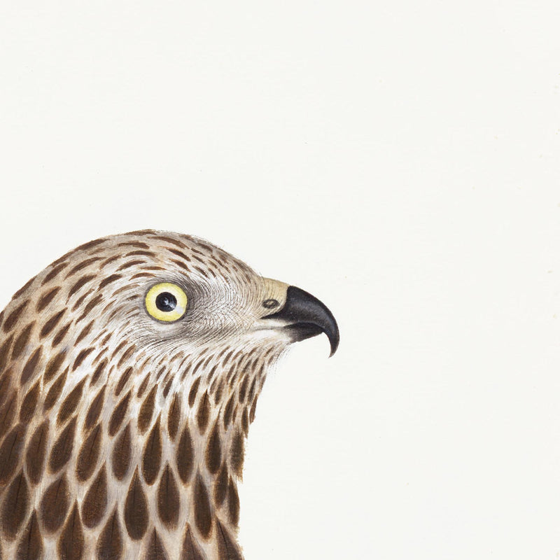 Rough Legged Buzzard Plate 14 by Olof Rudbeck (Cfa-Wd)