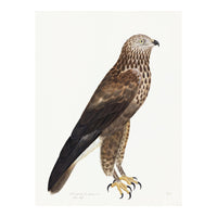 Rough Legged Buzzard Plate 14 by Olof Rudbeck (Cfa-Wd)