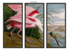 Audubon's Roseate Spoonbill Triptych Framed in Black