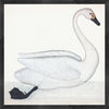 Bewick's Swan Plate 1. By Olof Rudbeck (WD)