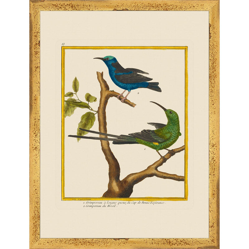 Vintage Framed Martinet Birds. Hummingbirds and Friends Set - Set of 6