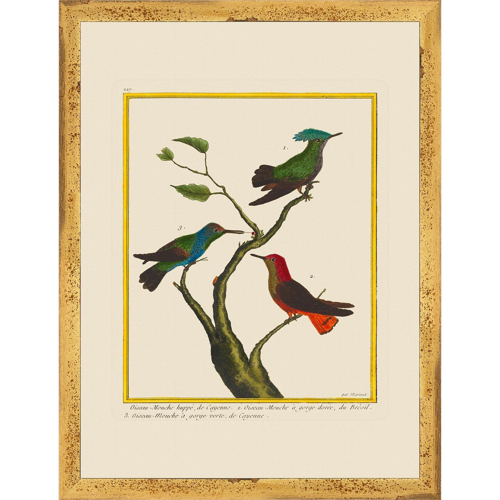 Vintage Framed Martinet Birds. Hummingbirds and Friends Set - Set of 6