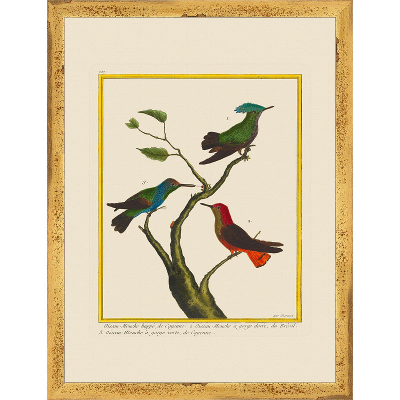 Vintage Framed Martinet Birds. Hummingbirds and Friends Set - Set of 6