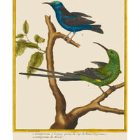 Vintage Framed Martinet Birds. Hummingbirds and Friends Set - Set of 6