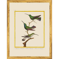 Vintage Framed Martinet Birds. Hummingbirds and Friends Set - Set of 6