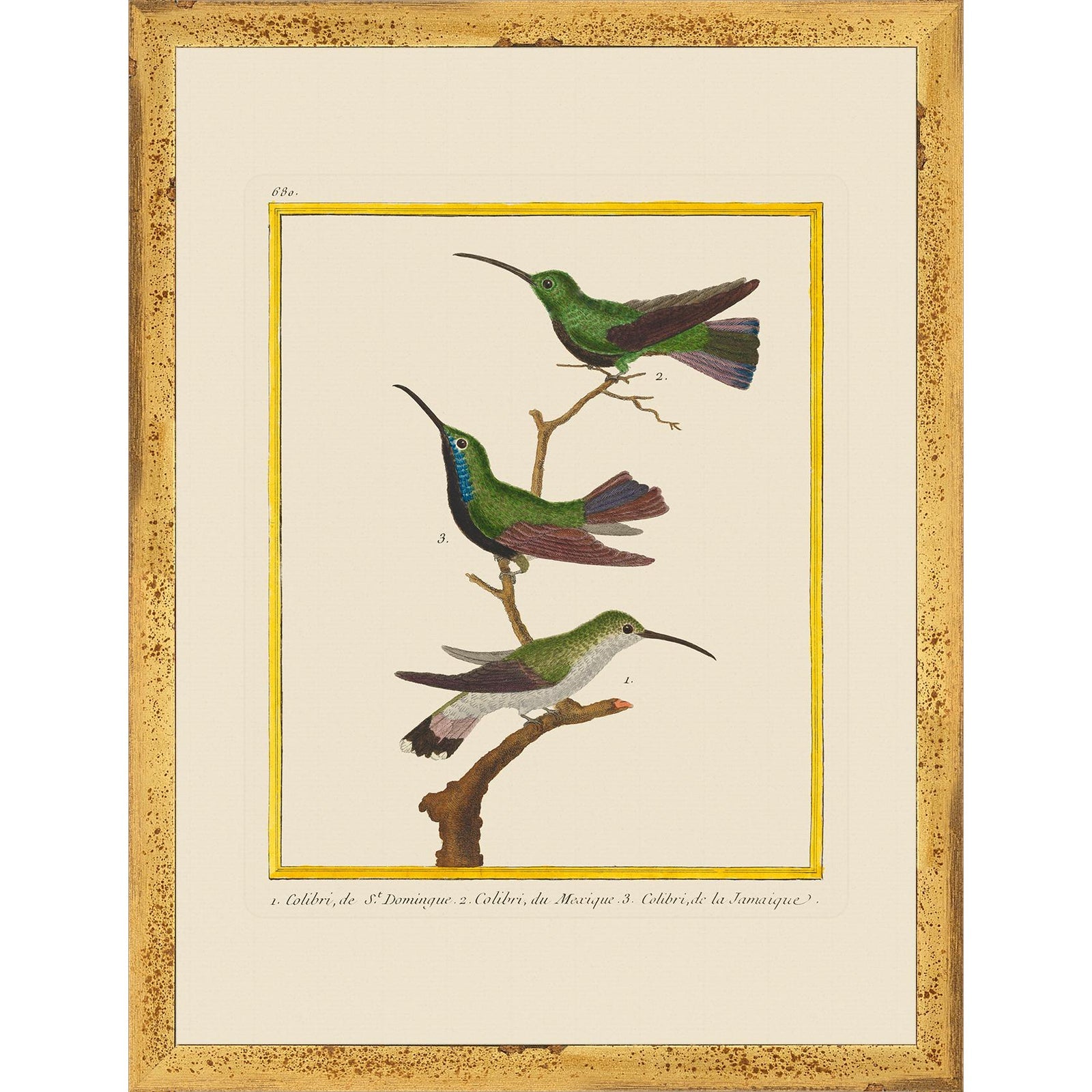 Vintage Framed Martinet Birds. Hummingbirds and Friends Set - Set of 6