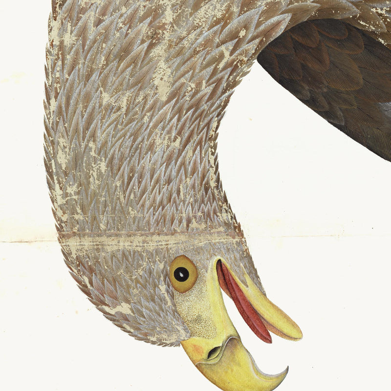 White-Tailed Eagle Plate 06 by Olof Rudbeck (Cfa-Wd)