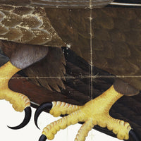 White-Tailed Eagle Plate 06 by Olof Rudbeck (Cfa-Wd)