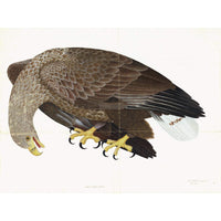 White-Tailed Eagle Plate 06 by Olof Rudbeck (Cfa-Wd)