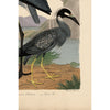 Wilson Great Blue Heron Print