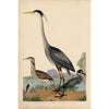 Wilson Great Blue Heron Print