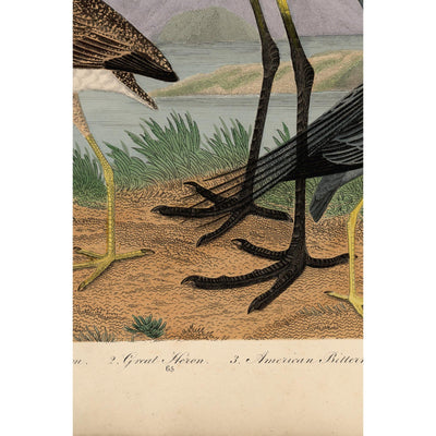 Wilson Great Blue Heron Print