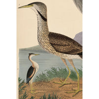 Wilson Great Blue Heron Print