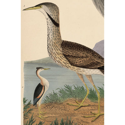 Wilson Great Blue Heron Print