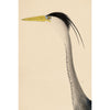 Wilson Great Blue Heron Print