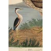 Wilson Great Blue Heron Print