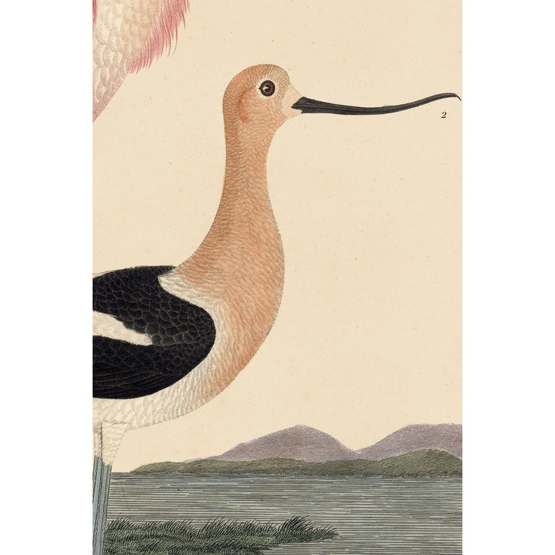 Wilson Pink Spoonbill Print