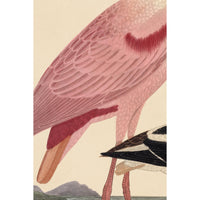 Wilson Pink Spoonbill Print