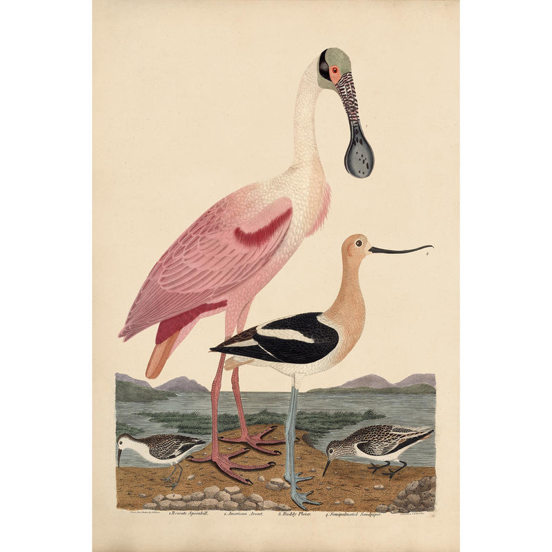 Wilson Pink Spoonbill Print